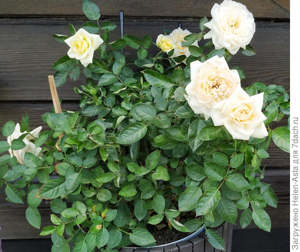 Подарок в школе 2025. Хочу сказать, что женщин в школе в 10 раз больше!