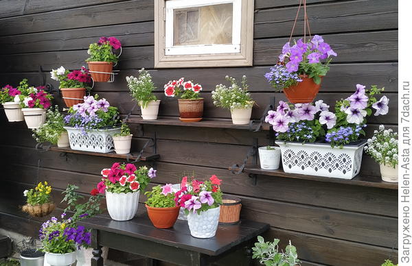 Если присмотреться, слева есть роза в горше