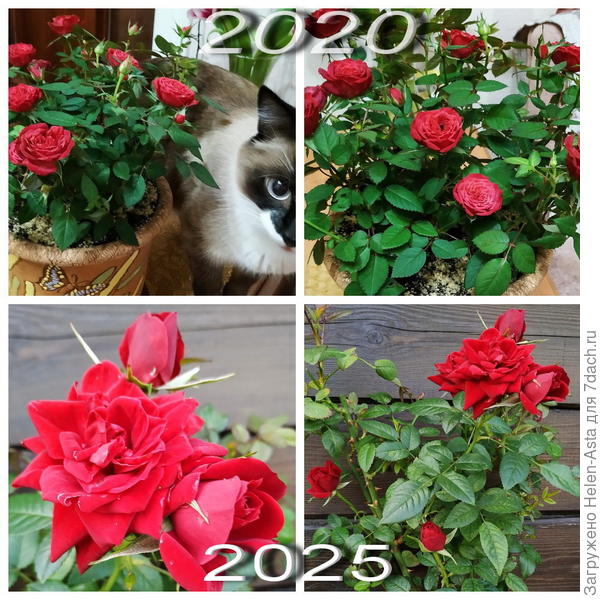 Подарок  из 2020