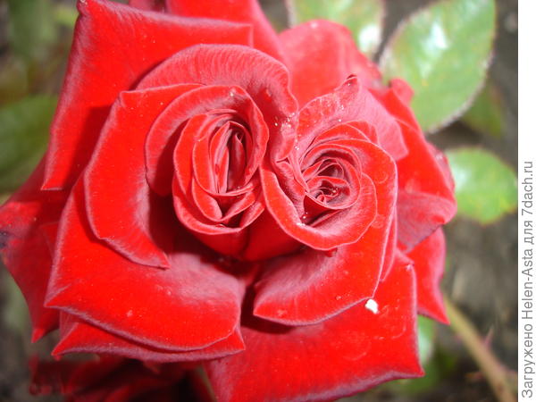 Розочка к празднику