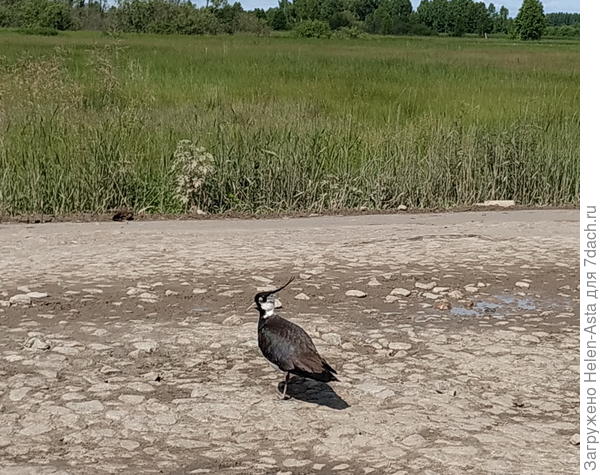 Чибис, 2021. Его сгоняла с дороги на обочину. Проезжающие наверняка посчитали меня свихнувшейся. Очень отважные птички!