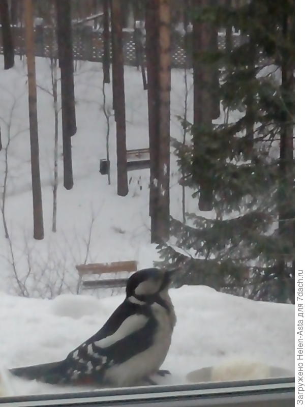 Каждый день на обед прилетал и с собой кусочки уносил