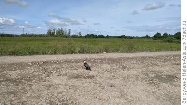 Несколько лет жили несколько семей вдоль дороги на дачу. В прошлом году не было ни одной