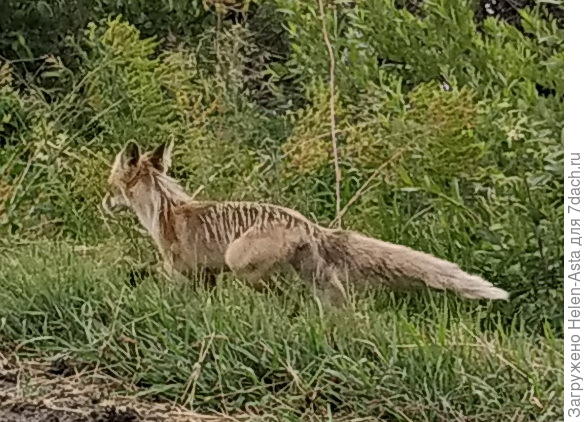 А это еще один худенький представитель нашего дачного сообщества
