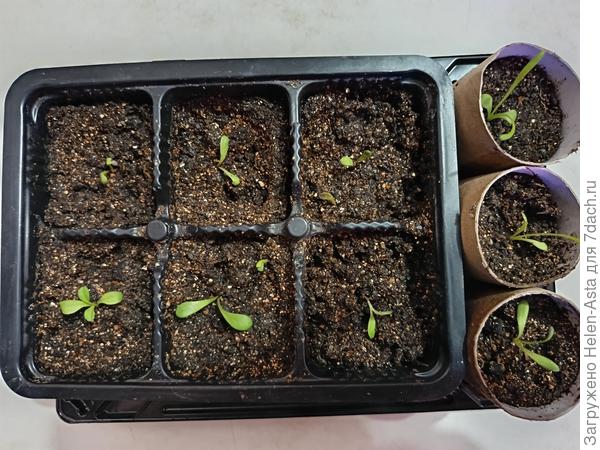 Гацании. Второй раз выращиваю. Прошлый год - неудачный. Всего 3 раросли из пачки.