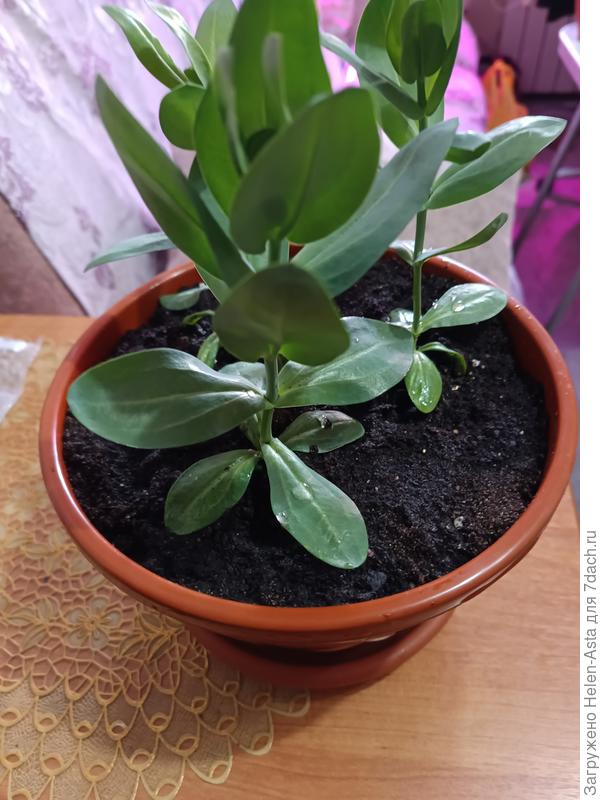 Пересадила в горшки по три кустика.