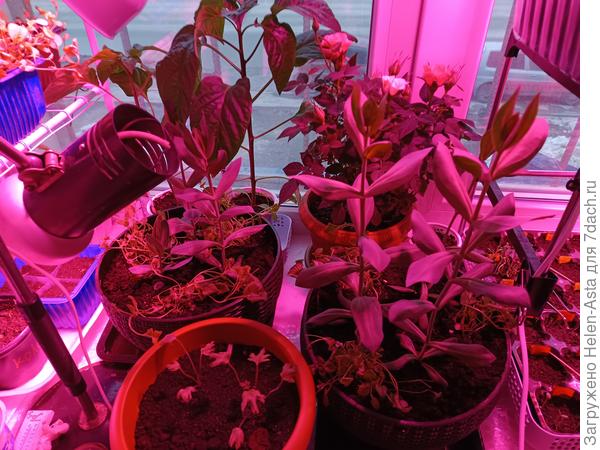 В три горшка побольше добавила еще по 3 кустика лобелии