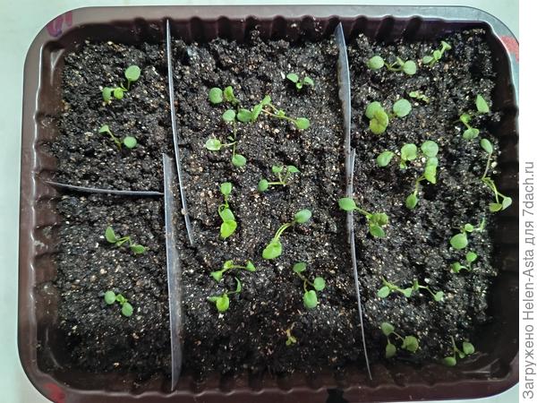 Виолки. некоторые "потеряли" корни при пикировке.