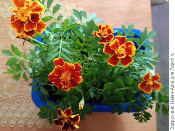 И бархатцы, конечно