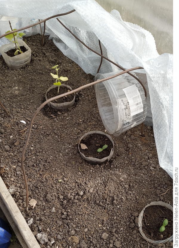 Вот такие вот огурчики 27 апреля были. Первые два рассадой высажены.