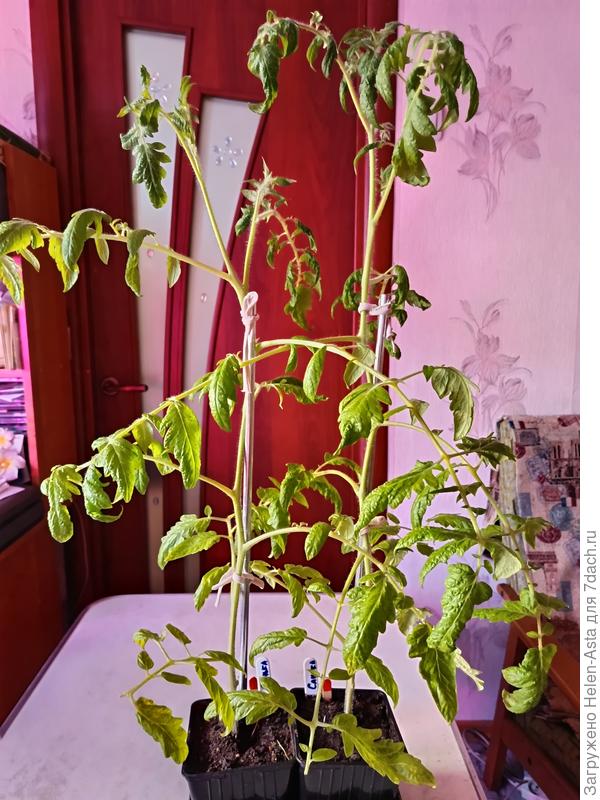 Томат Санька