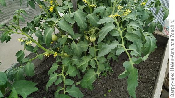 Два томата были посеяны на месяц и высажены в перечно-огуречной теплице на две недели раньше основной рассады.