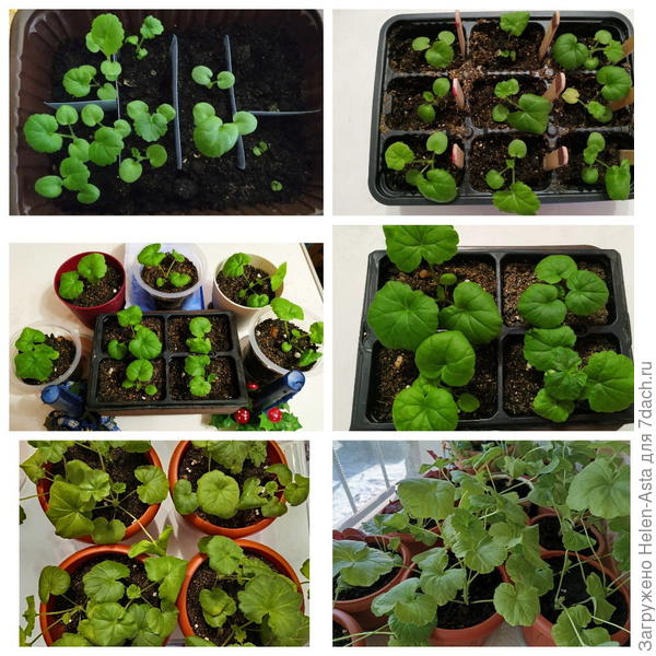 Пеларгонии