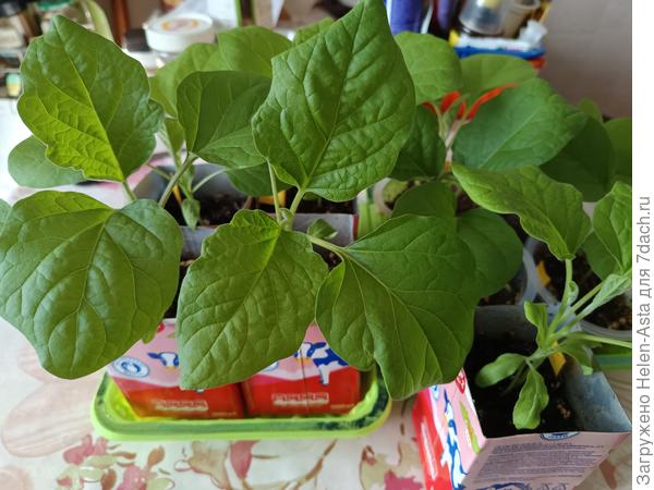 Баклажаны 29.03.26