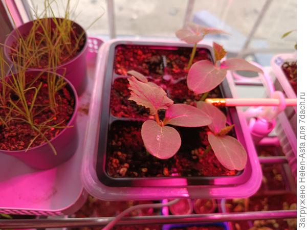 Китайцы, Клодин, Семейка и Крошка Енот