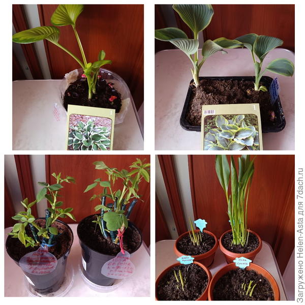 Хосты, розы, каллы