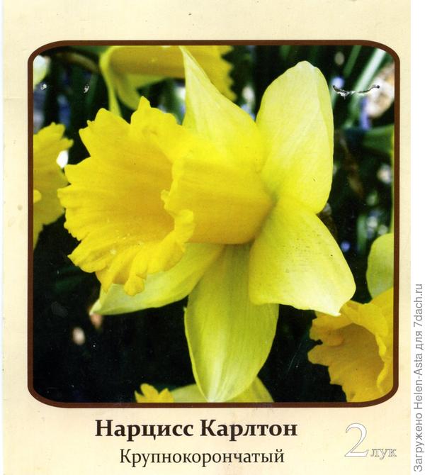 По 2 луковицы в упаковке