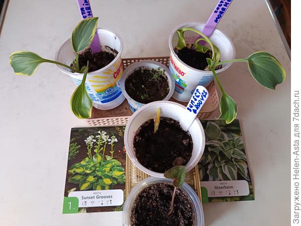 А это задохлики из ФП. Sunset Drooves наверное помрет...