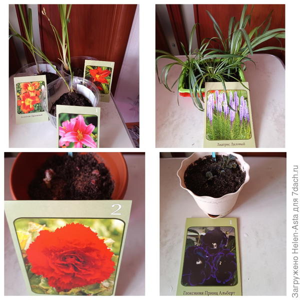 Лиатрис, лилейник, бегонии, глоксинии