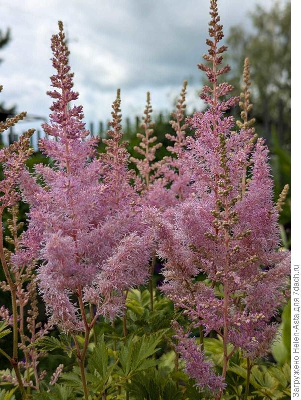 Астильба из Маяка, 2025. Ей два или три года