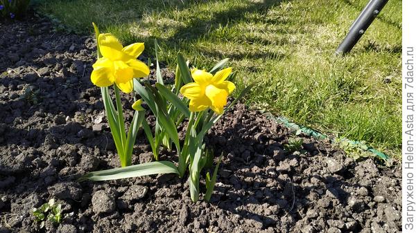 2024. Прошлогодние фото не нашла. Но цветы были крупнее