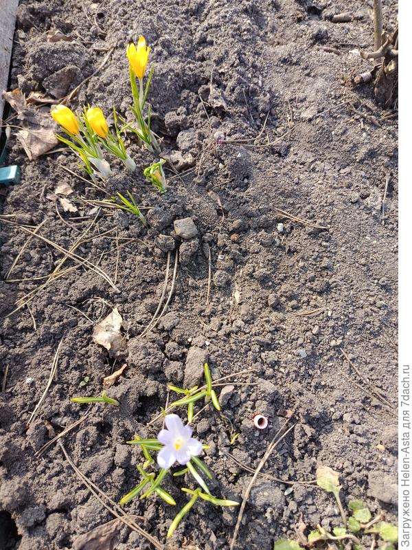 А это наши первые вестники Весны.