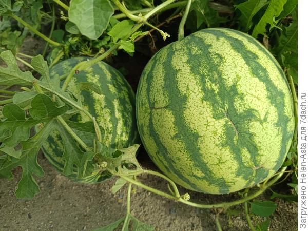 Этот сорт не знаю, брала как смесь скороспелых ультраранних