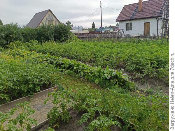 Растет только ботва и трава по картошке