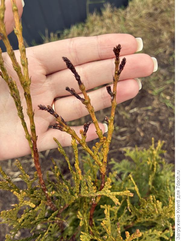 Черные кончики