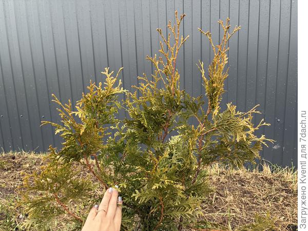 Побурение на одной туе