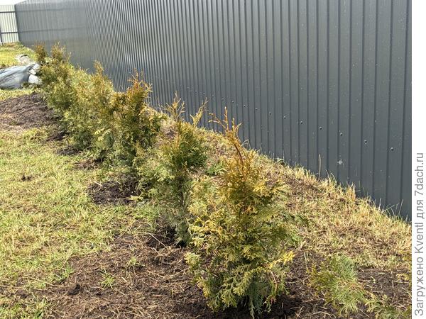 Вид на все туи