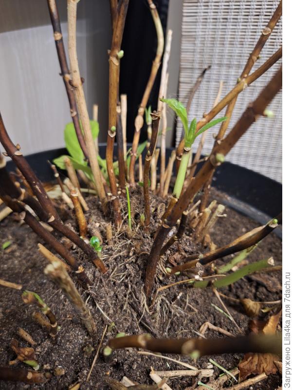 Видно набухшие почки, за месяц подросли