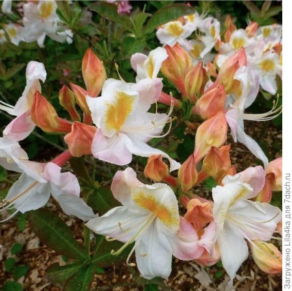 Силвер слиппер