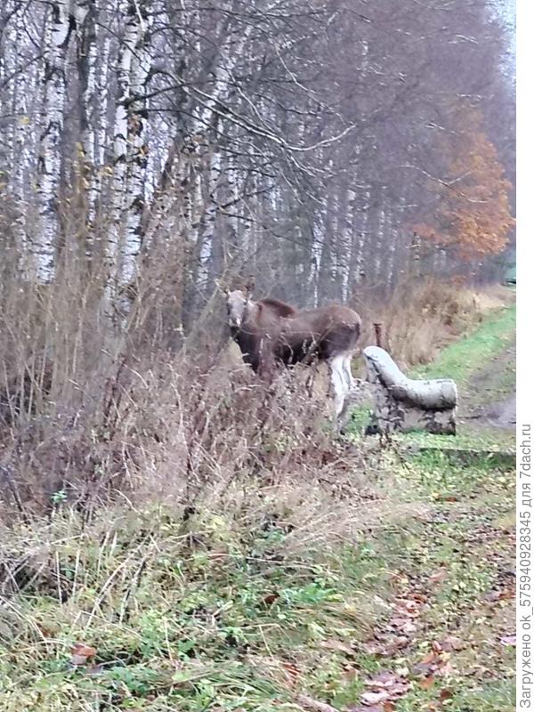 Детёныш позирует. Мама вперёд ускакала