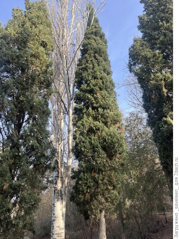 Помогите определить растение