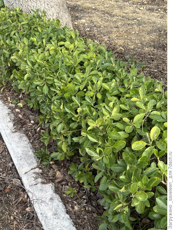 Помогите определить куст, Севастополь (Крым)