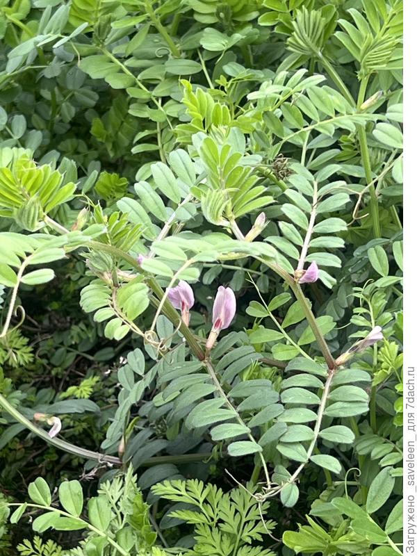 Помогите определить растение семейства бобовых. Фото сделано в парке «Мрия» р.Крым.