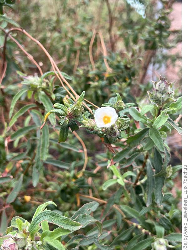 Помогите определить древесно-кустарниковое растение