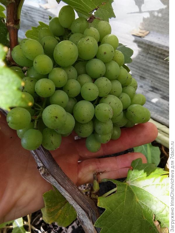 сигналка сорт Ажурный