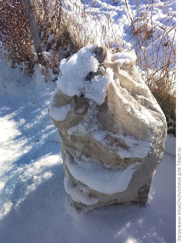 маленький дюк