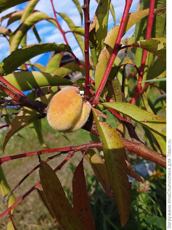 очень сладкий хоть и небольшой персик
