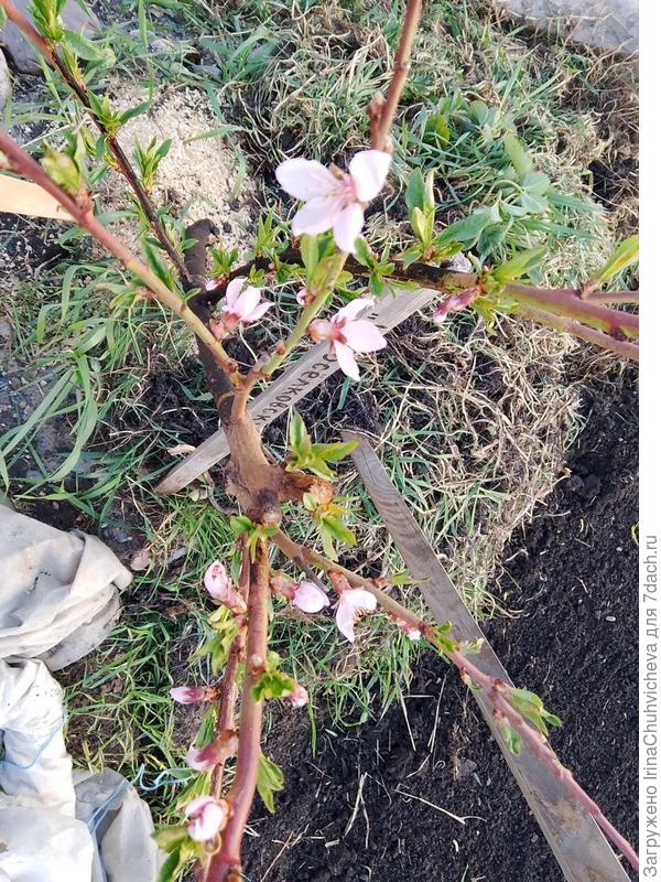 майское цветение персика