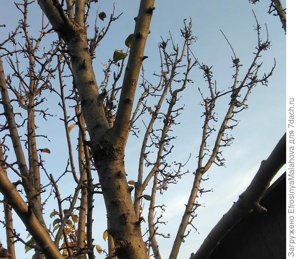 Маленькие веточки с почками