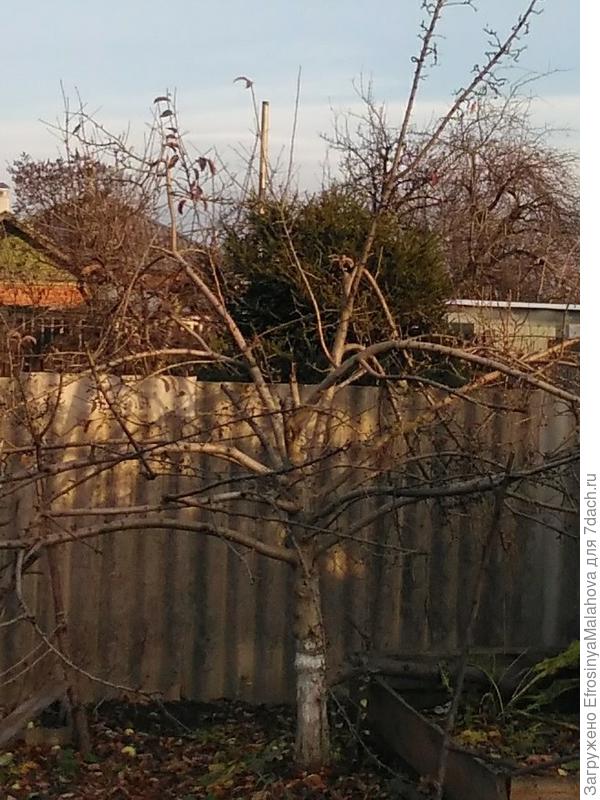 Моя яблонька