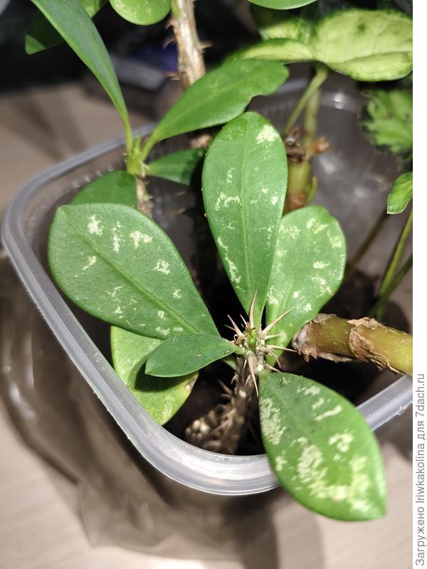 Угостили отростками молочая, стоят на укоренении, раньше не было такого цветка у меня,смущают пятна на листьях,подскажите, это норма или какое то заболевание?