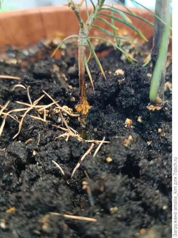 Прирост на стебельке