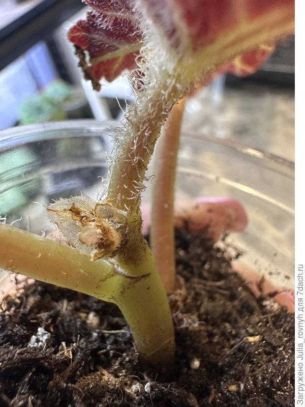 Это мисс Малибу,вот такое состояние. И там,где точка роста,молодые листочки прямо в ней засыхают.