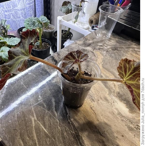 Мисс Малибу во весь рост черенок.