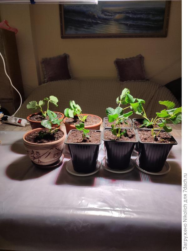 Посажены сразу- же в ёмкости 2л.