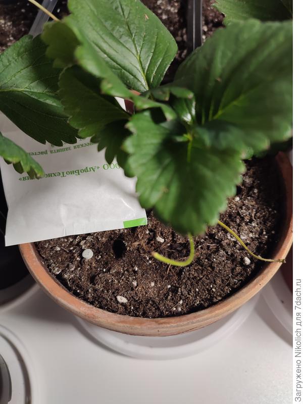 14.12 - прикопал в каждую ёмкость по 2т. глиокладина